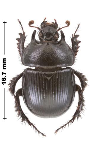 Typhaeus fossor